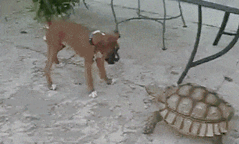 Милые и забавные черепахи в формате GIF