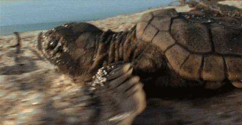 Милые и забавные черепахи в формате GIF