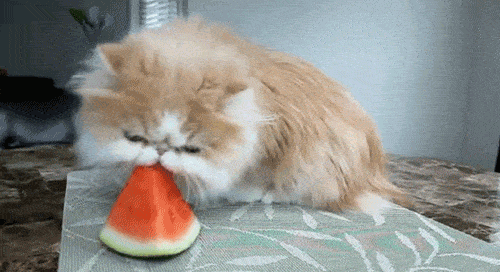 Сияющие котята и анимированные кошки