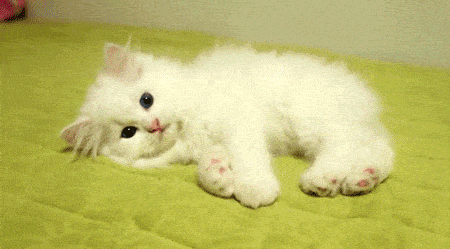 Сияющие котята и анимированные кошки