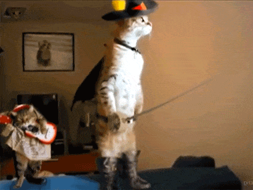 Милые и забавные котики в формате GIF