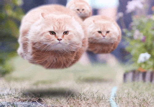 Милые и забавные котики в формате GIF