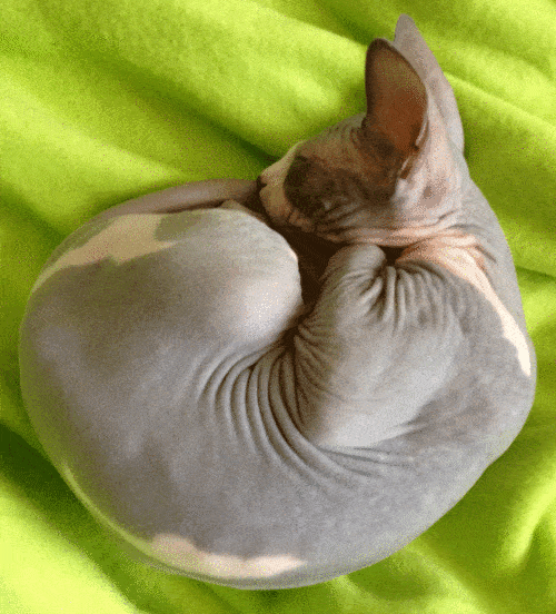 Двигающиеся гифки с котами и кошками
