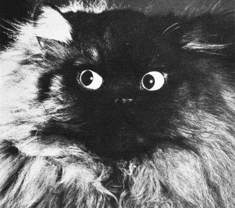 Кошки гиф с забавными и милыми движениями