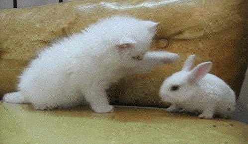 Милые кошки в формате GIF