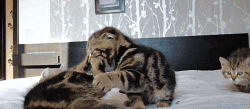 Милые кошки в формате GIF
