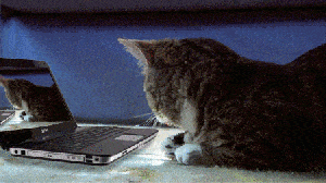 Милые кошки в формате GIF