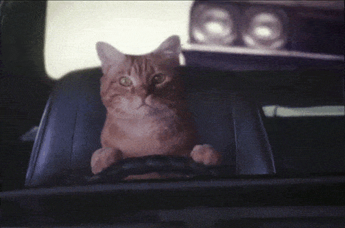 Милые кошки в формате GIF