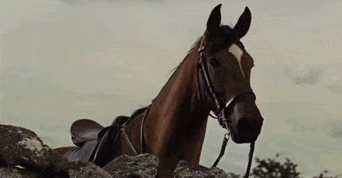 Грациозные лошади в формате GIF