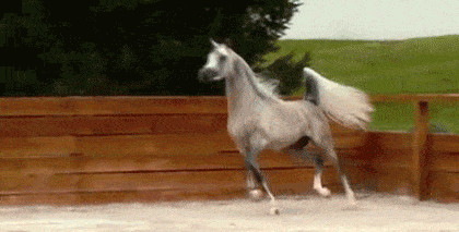 Грациозные лошади в формате GIF