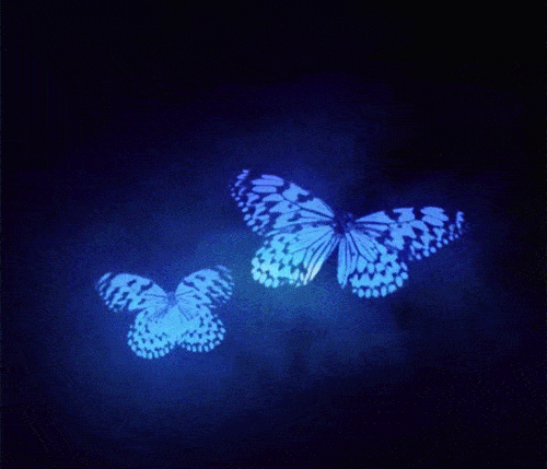 Летающие бабочки в GIF