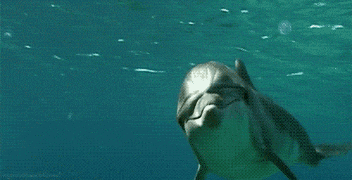 Дельфины в морской стихии — GIF анимации