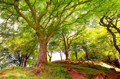 Лесная природа в красивых анимационных кадрах