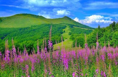 Цветы на гифках с летними пейзажами