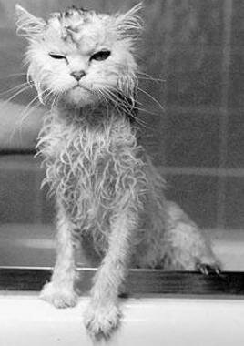 Смешные анимированные котики и кошки