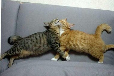 Смешные анимированные котики и кошки