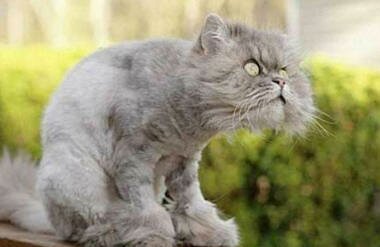 Смешные анимированные котики и кошки