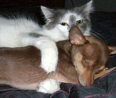 Смешные анимированные котики и кошки