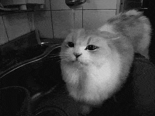 Животные в формате гиф с забавными моментами