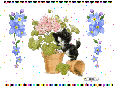 Двигающиеся гифки с котами и кошками