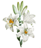 Красивые анимированные цветы