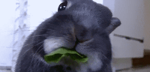 Смешные приколы в формате GIF